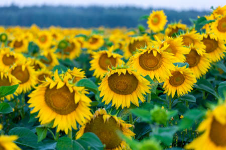 Sunflowers at sunset in the field against the sky in a clouds. High quality photoの写真素材