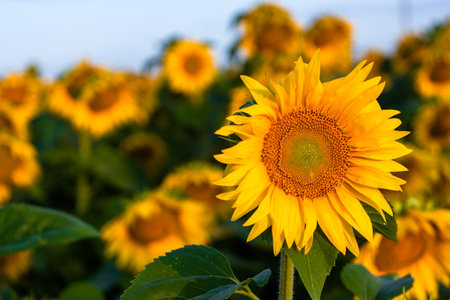 Close-up sunflower at sunset in a field. High quality photoの写真素材