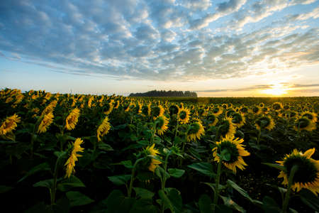 Sunflowers from the back at sunset in a field against the sky in the clouds. High quality photoの写真素材