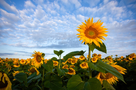 Close-up sunflower at sunset in a field. High quality photoの写真素材