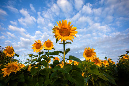 Close-up sunflower at sunset in a field. High quality photoの写真素材