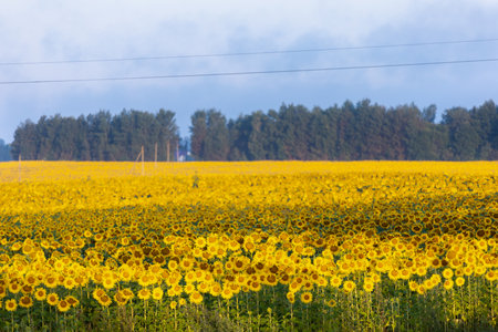 Sunflowers at sunset in the field against the sky in a clouds. High quality photoの写真素材