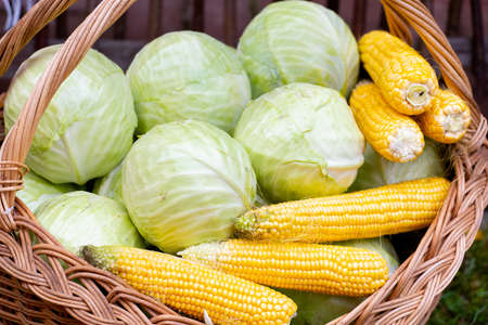 White cabbage yellow corn and yellow cabbage in the wicker basket. Close-up.の写真素材