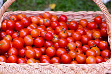 Red tomatoes in a wicker basket. Close-up. High quality photoの写真素材