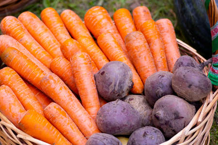 Orange carrots and red beets and yellow in the wicker basket. Close-up.の写真素材