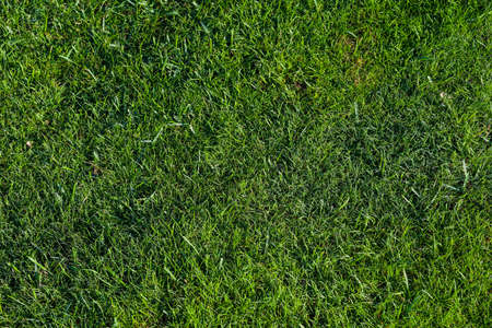 Green grass on a golf course, lens flare on sun set evening timeの写真素材