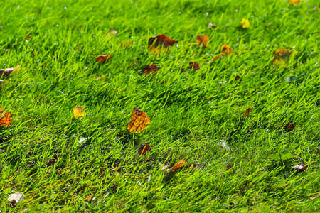 Yellow leaves on green grass the golf course. High quality photoの写真素材