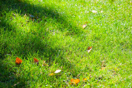 Yellow leaves on green grass the golf course. High quality photoの写真素材