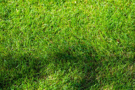 Yellow leaves on green grass the golf course. High quality photoの写真素材