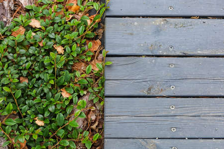 Wooden flooring near the green leaves, pine needles, stones. High quality photoの写真素材