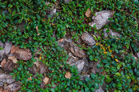 Tree bark on the ground. Background, green leaves, pine needles, stones. High quality photoの写真素材