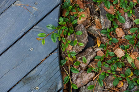 Wooden flooring near the green leaves, pine needles, stones. High quality photoの写真素材