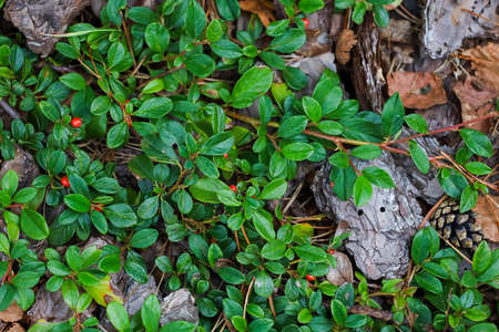 Background, green leaves of the plant on gray stonesの写真素材
