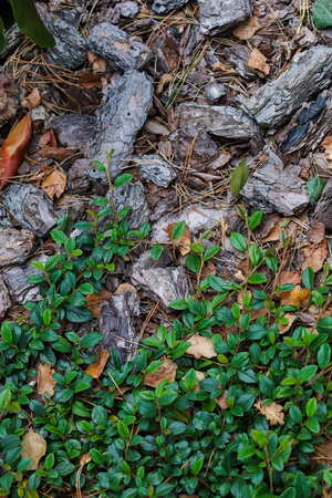 Tree bark on the ground. Background, green leaves, pine needles, stones. High quality photoの写真素材