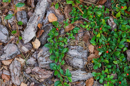 Green leaves and tree bark, background. Summerの写真素材