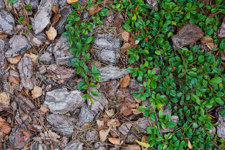 Green leaves and tree bark, background. Summerの写真素材