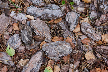 Tree bark on the ground. Background, green leaves, pine needles, stones. High quality photoの写真素材