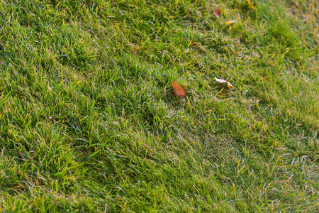 Yellow leaves on green grass the golf course. High quality photoの写真素材