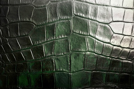 Crocodile textureの写真素材