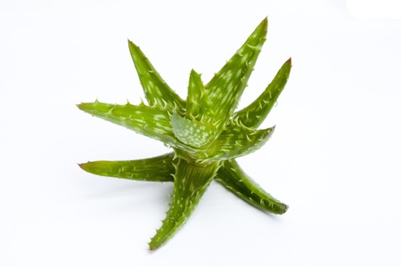 Aloe vera plant isolated on whiteの写真素材