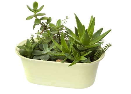 Home plants in the pot, isolated on white backgroundの写真素材
