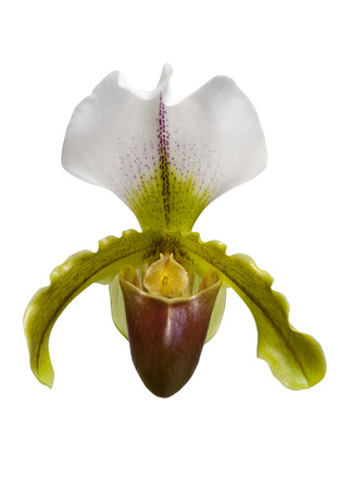Paphiopedilum orchid flower isolated on white background  の写真素材
