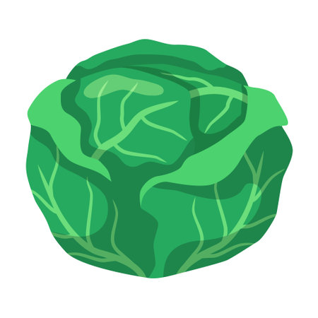 Head of cabbage. Vector flat clipart isolated on white background.のイラスト素材