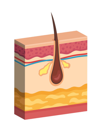 Human skin structure. Hair follicle. Vector 3d illustration isolated on white background.のイラスト素材