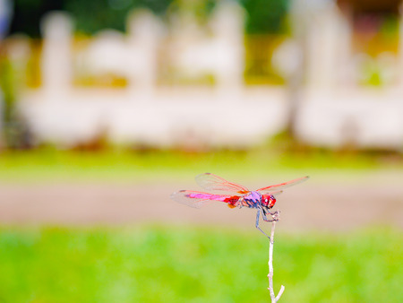 red dragonfly sitting on dry branch