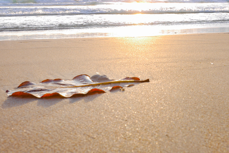 dry leaf on sand beach , sea is bacground with sunlight at Kata beach in Phuketの写真素材