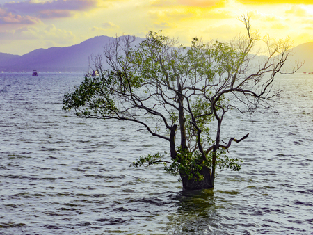 mangrove tree in the sea with mountain background and evening skyの写真素材