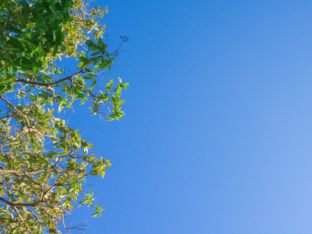 cloudy blue sky with leaves 's tree