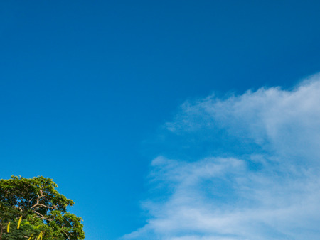 cloudy blue sky with leaves 's treeの写真素材