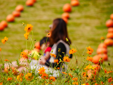 selective focus of the  cosmos flower in the garden feild on beautiful sunny dayの写真素材