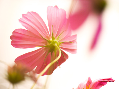 the pink cosmos flower in the garden field on beautiful sunny dayの写真素材