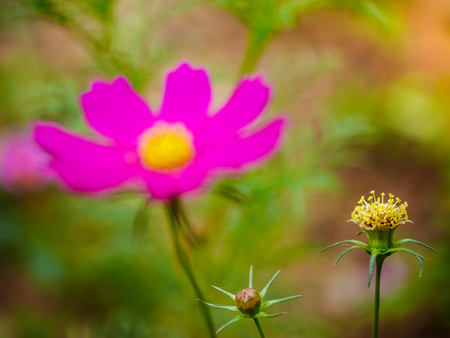 the pink cosmos flower with yellow pollenの写真素材
