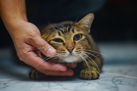 a brown  stripe black cat lying on the floor. There is a  hand rubbed at the chin of the cat.の写真素材