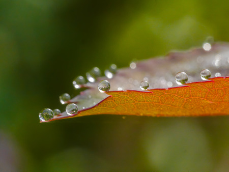 droplets on red leaf with bokeh background