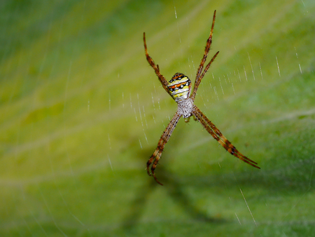 Brown spider which  bottom is yellow, orange, black and white on the spider web.の写真素材
