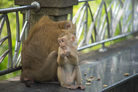 brown baby monkey sitting on concrete bench with fence and eating nut