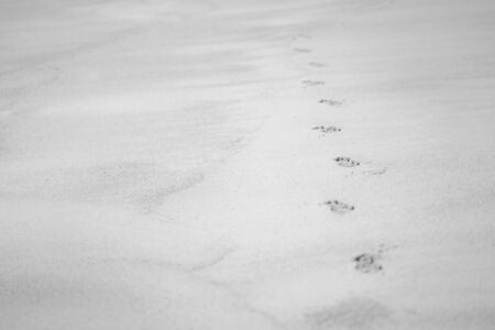 Dog 's footprint on sand beach ground floor , background and texture, black and white color