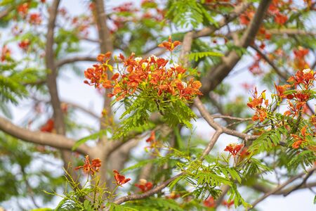 Flam-boyant, The Flame Tree, Royal Poinciana , red yellow flower with green leaves treeの写真素材