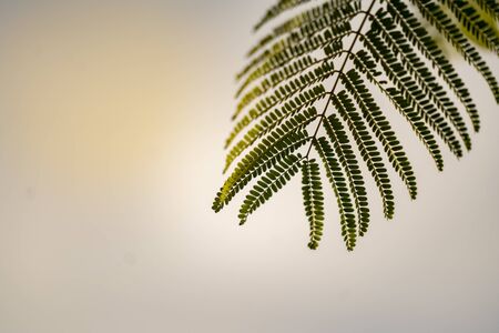 green small leaves of the flame tree