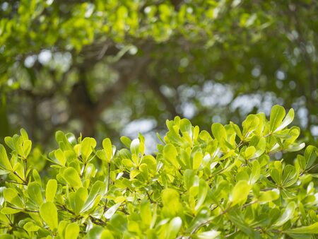 close up green leaves background with white bokehの写真素材