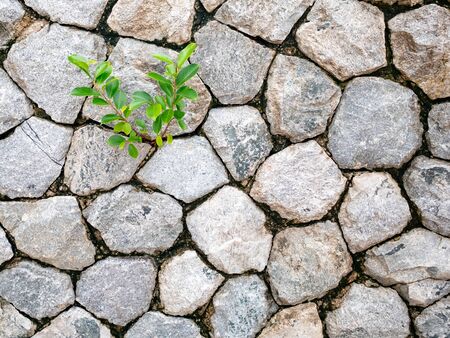 little green leaves tree on stone wall background