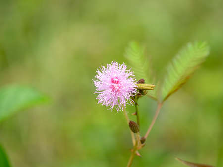 cloue up grass flower with green background for textureの写真素材
