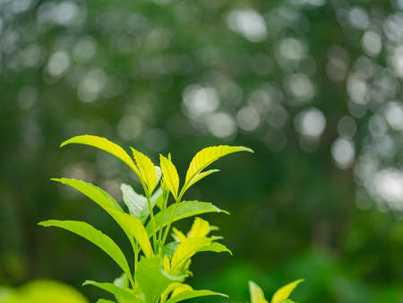 Close up nature green leaves and bokeh background  with copy space. natural green plants landscape,...