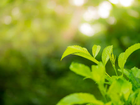 Close up nature green leaves and bokeh background  with copy space. natural green plants landscape, ecology, fresh wallpaper concept.の写真素材