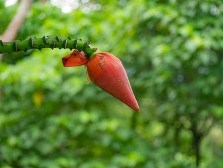 close up banana flower blossom on banana tree with bokeh green backgroundの写真素材