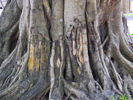 brown trunk of banyan tree forest backgroundの写真素材
